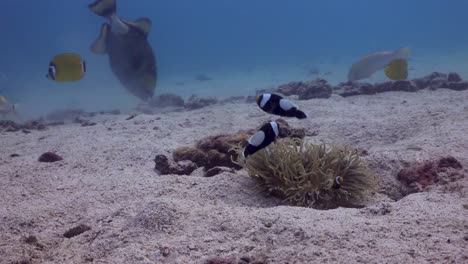 Saddleback-Anemonefish-family-in-small-anemone-in-the-sand-with-Titan-Triggerfish-and-various-other-fish-in-background-on-Koh-Tao,-Thailand
