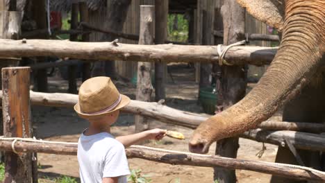 Boy-feeding-a-banana-to-a-elephant,-sunny-day,-in-Khao-lak,-Thailand---Handheld-shot