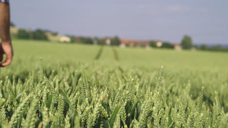 Field-of-green-wheat-on-a-sunny-day-with-a-village-in-the-background