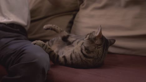 Striped-Cat-Being-Playing-With-His-Owner-While-Lying-On-Its-Back-On-The-Sofa