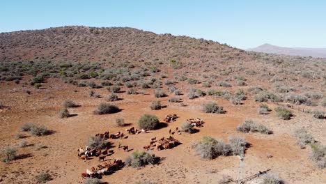 Rinder,-Die-Während-Der-Dürre-Mit-Kameldornbäumen-Auf-Der-Karoo-Farm-In-Der-Nähe-Von-Graaff-Reinet-Zur-Unterstützung-Der-Ernährung-Gefüttert-Wurden