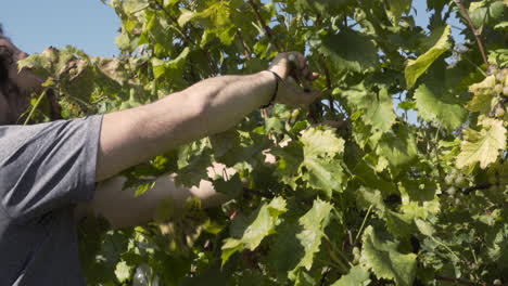 Bearded-man-with-curly-hair-harvesting,-cutting-grape-clusters-with-a-clipper-on-a-sunny-day-at-a-vineyard
