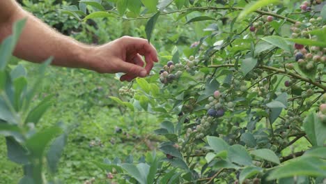 Shirtless-young-man-picks-ripe-blueberries-from-bush-in-garden