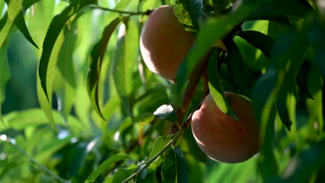Static-shot-of-ripe-peaches-on-a-tree-shaking-as-farm-hands-pick-ripe-peaches-1