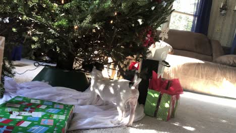 Kleiner-Hund-Kaut-Und-Spielt-Um-Den-Weihnachtsbaum-Im-Haus