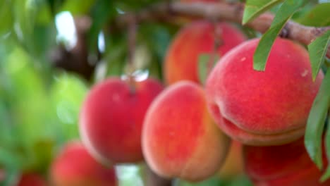 Extreme-closeup-motion-to-the-right-of-fresh-ripe-peaches-hanging-on-a-tree-in-an-orchard-1