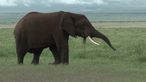 African-Elephant-big-bull-"tusker"-sauntering-through-the-grasslands,-Amboseli-N