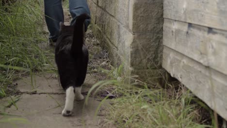 Pet-cat-follows-owner-down-pathway
