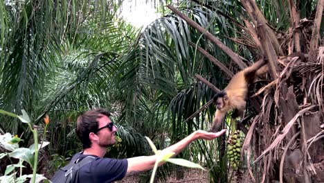 Tourist,-Der-Einen-Affen-Im-Dschungel-In-Brasilien-Füttert