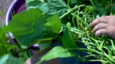 Closeup-of-farmer’s-hands-as-he-picks-green-beans