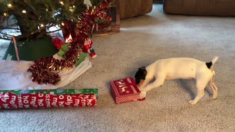Little-dog-sticking-head-in-package-and-playing-around-Christmas-tree