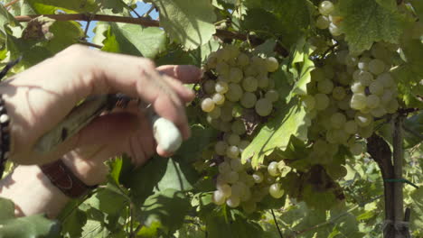 Close-up-handheld-detail-shot-as-a-hand-clipping-down-grapes-with-a-clipper-in-a-vineyard