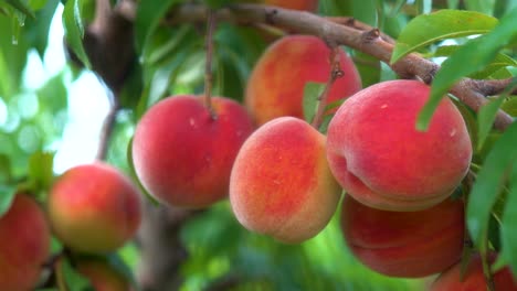 Trucking-pull-back-of-fresh-ripe-peaches-hanging-on-a-tree-in-an-orchard