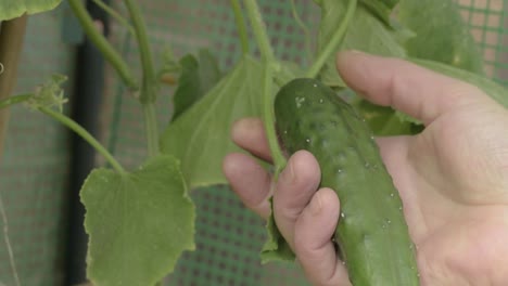 Gardener-checking-on-cucumber-growing-in-greenhouse