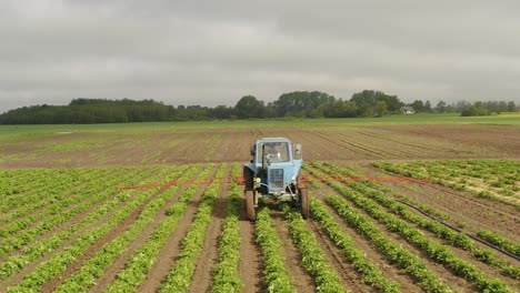 Luftaufnahme-Von-Vorne-Nach-Einem-Traktor,-Der-Erdbeerfelder-Gegen-Krankheiten-Besprüht