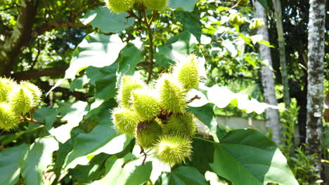 Achiote-is-a-large-shrub-or-small-tree-that-produces-spiny-red-fruits-popularly-called-urucum