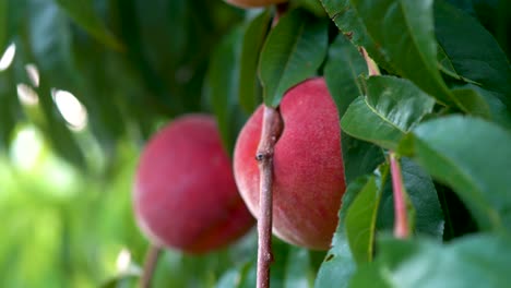 Extreme-closeup-motion-to-the-left-of-fresh-ripe-peaches-hanging-on-a-tree-in-an-orchard