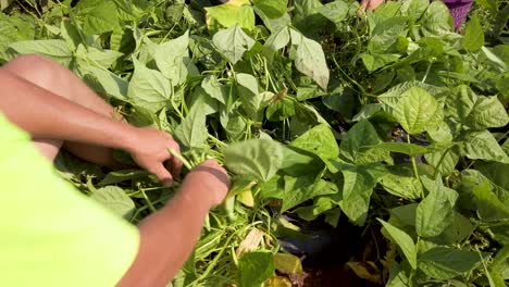 Looking-down-on-plants-as-farmer-picks-green-beans-outside-under-the-hot-sun