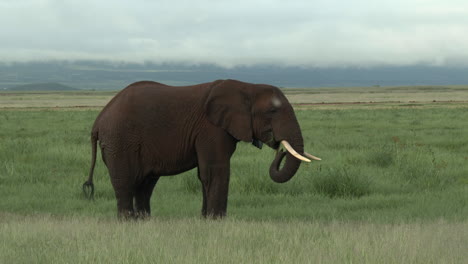 African-Elephant-big-bull-"tusker"-sauntering-through-the-grasslands,-Amboseli-N-1