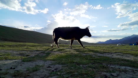 Cow's-silhouette-walking-across-in-front-of-the-camera,-low-angle-shot-against-the-sunny-sky
