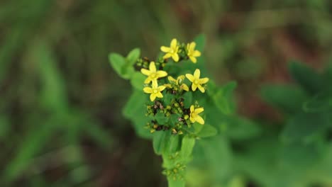 Overhead-view-of-a-spotted-St-John’s-wort-plant-with-yellow-flowers,-close-up