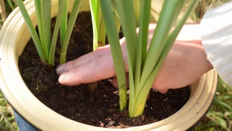 Gardener-checks-soil-in-plant-pot