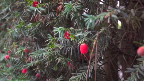 Left-rotating-close-up-of-yew-tree-with-berries