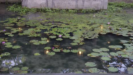 Slow-shot-upon-an-asian-pond-filled-with-water-lilies