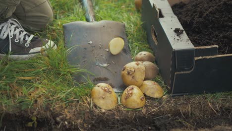 Komposterde-über-Gepflanzte-Kartoffeln-Streichen