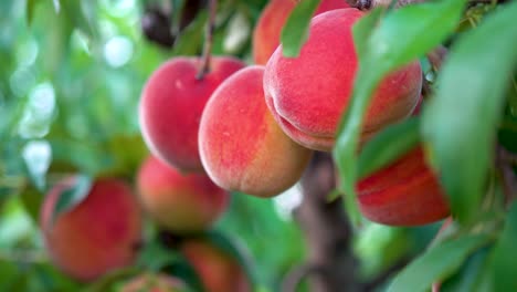Motion-push-in-of-fresh-ripe-peaches-hanging-on-a-tree-in-an-orchard