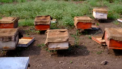 Rural-farmland-in-the-fields-of-wooden-hives,-Hives-of-bees-in-the-apiary,-Apiculture