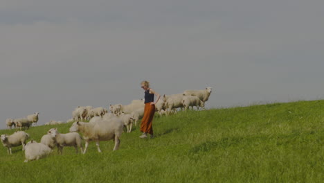 A-young-woman-walking-among-grazing-sheep