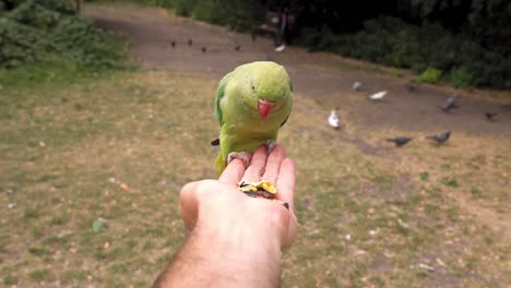 Man-opens-his-hand-with-grains-and-a-parakeet-comes-flying-and-eats-them