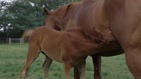 Closeup-of-a-young-colt-being-fed-by-his-mother