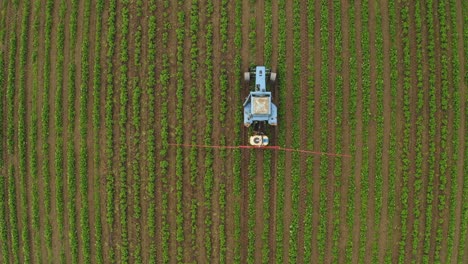 Bird's-eye-view-following-a-tractor-spraying-strawberry-field-against-disease