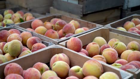 Pan-across-crates-of-freshly-picked-peaches-on-a-wagon-behind-a-tractor-in-an-orchard