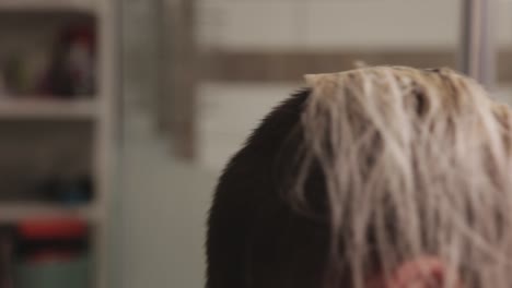Starting-Bleaching-Hair-In-The-Higher-Sections---Close-Up-Shot