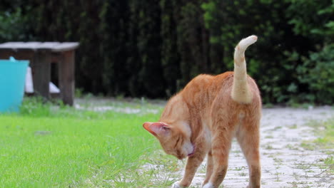 Cat-Walking-Away-Down-Path-In-Slow-Motion-While-Stopping-To-Groom