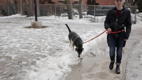 Eine-Person-Führt-Ihren-Hund-Im-Winter-Durch-Eine-Vorstadtgegend