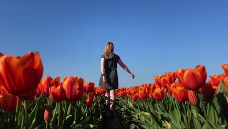 Girl-walking-through-field-of-red-tulips-in-Netherlands,-low-camera-dolly