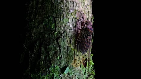 This-Giant-Cicada-Climbing-a-Tree-in-the-Night,-Megapomponia-intermedia,-found-in-the-jungles-of-Thailand