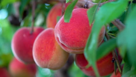 Extreme-closeup-motion-to-the-left-of-fresh-ripe-peaches-hanging-on-a-tree-in-an-orchard-2
