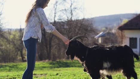 Beautiful-Caucasian-Lady-Dressed-Casual-Caressing-A-Black-Goat-In-The-Middle-Of-Meadow,-Love-For-Animals