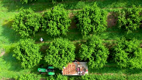 Aerial-view-looking-straight-down-on-tractor-with-flatbed-in-peach-orchard-during-the-harvest