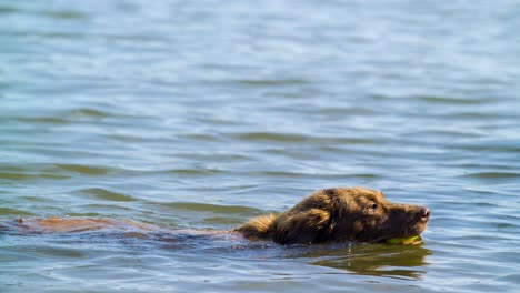 Cinemagraph-of-a-chesapeake-bay-retriever-fetching-a-tennis-ball-in-the-water