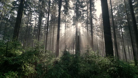 Sunbeam-rays-shinning-through-mist-and-fog-in-forest-at-sunrise-3