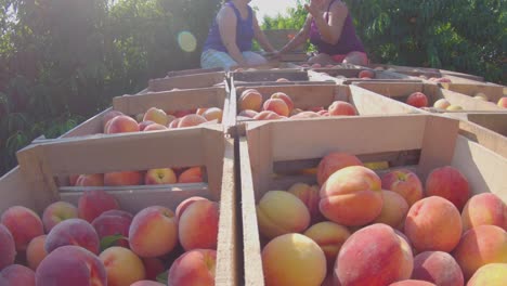Trailer-loaded-with-peaches-moving-through-a-peach-orchard