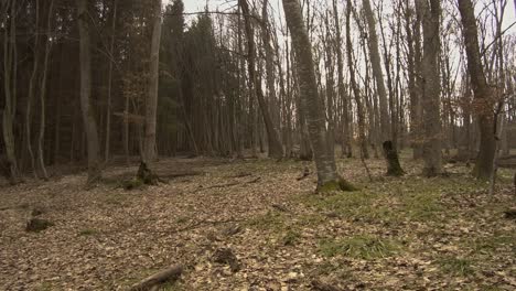 Landscape-of-Hoia-Baciu-forest-in-Romania