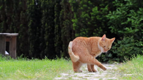 Orange-Cat-Walking-Away-In-Slow-Motion-During-The-Day