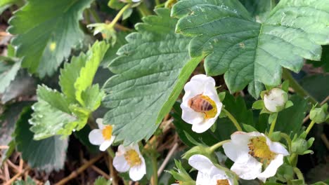 Nahaufnahme-Einer-Biene,-Die-In-Zeitlupe-Nektar-Aus-Erdbeerblüten-Sammelt